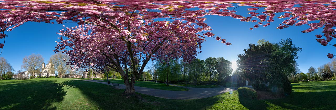 Japanische Kirschblüte im Brauweiler Abteipark
